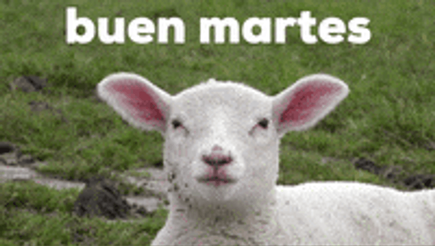 Buenos Dias Feliz Martes Funny Sheep Meh GIF