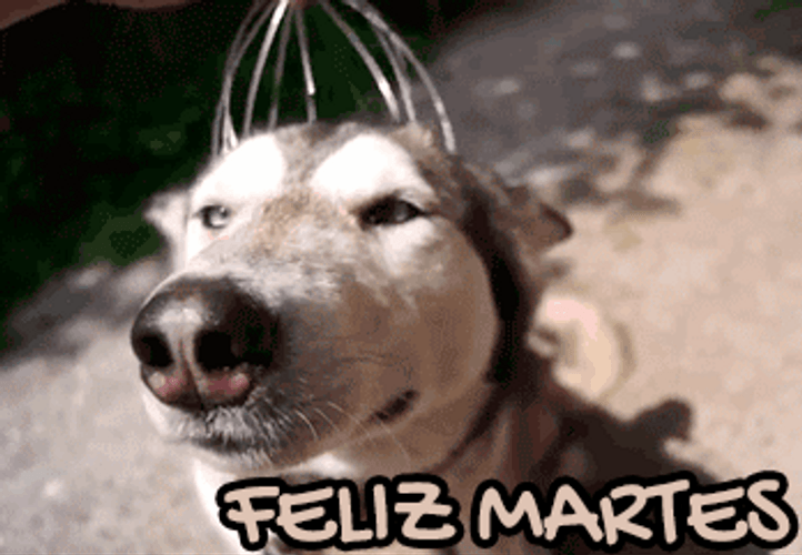 Buenos Dias Feliz Martes Relaxed Husky Dog GIF