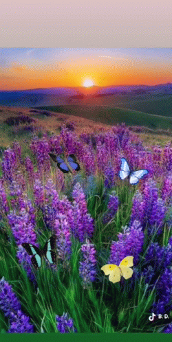 Buenos Dias Flores 250 X 498 Gif GIF