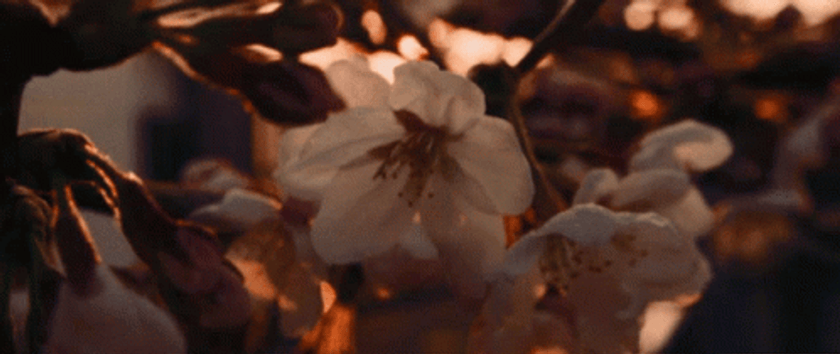 Buenos Dias Flores GIF