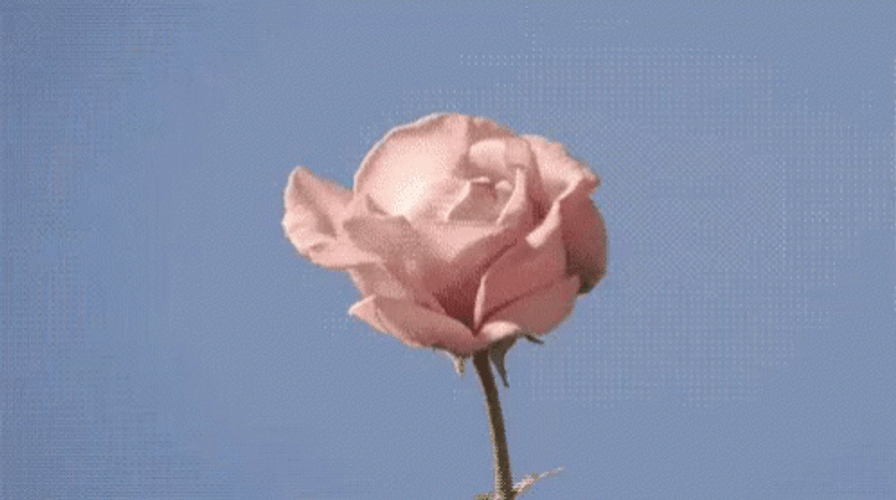 Buenos Dias Flores GIF