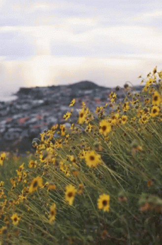 Buenos Dias Flores 329 X 498 Gif GIF