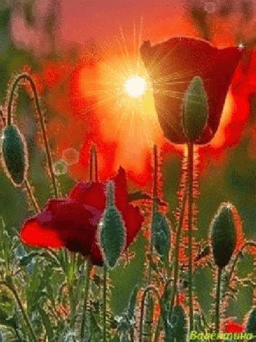 Buenos Dias Flores 373 X 498 Gif GIF