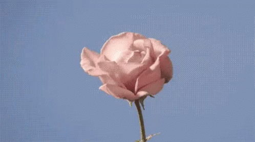 Buenos Dias Flores 498 X 278 Gif GIF