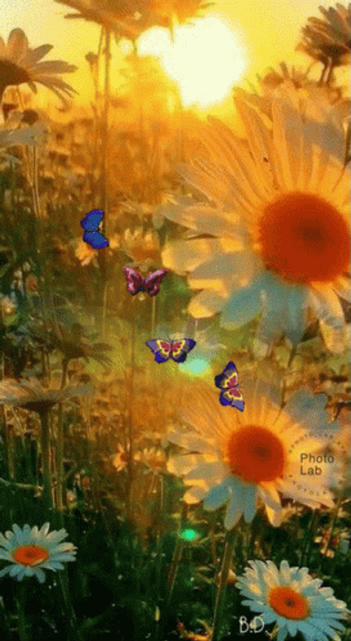 Buenos Dias Flores GIF