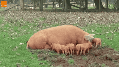 Buenos Dias Hijo 400 X 225 Gif GIF