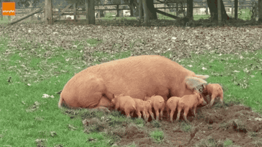 Buenos Dias Hijo GIF