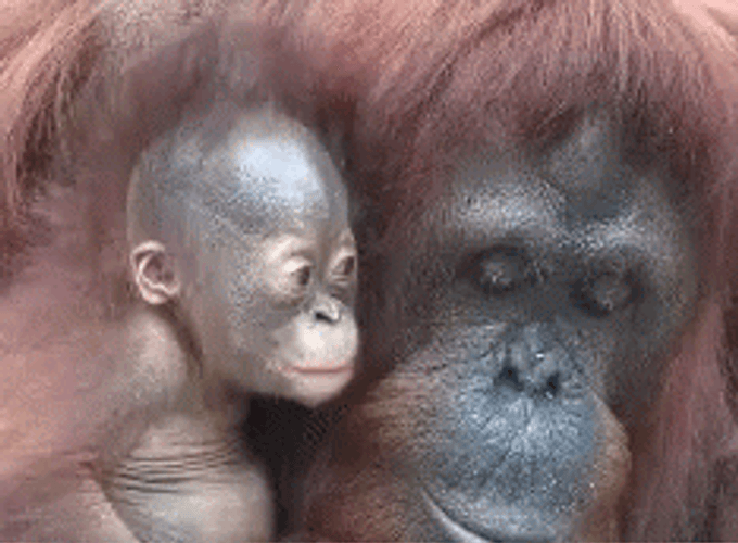 Buenos Dias Mama GIF