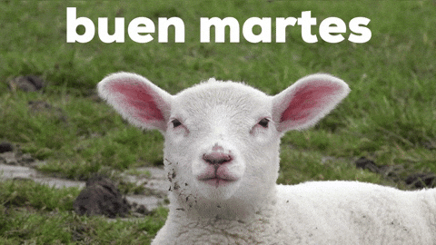 Buenos Dias Martes 480 X 270 Gif GIF