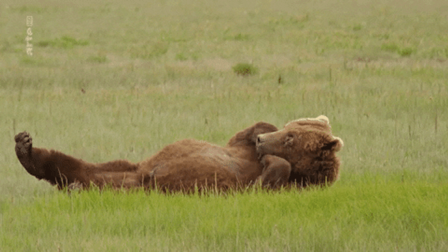 Buenos Dias Osito GIF