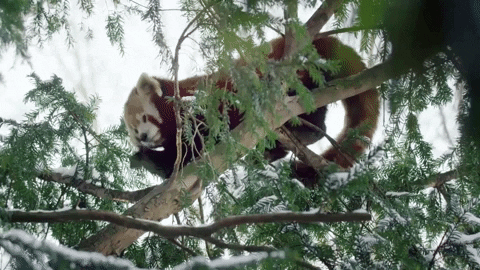 Buenos Dias Osito 480 X 270 Gif GIF