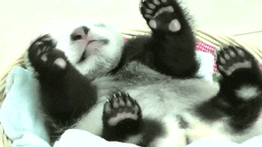 Buenos Dias Osito GIF