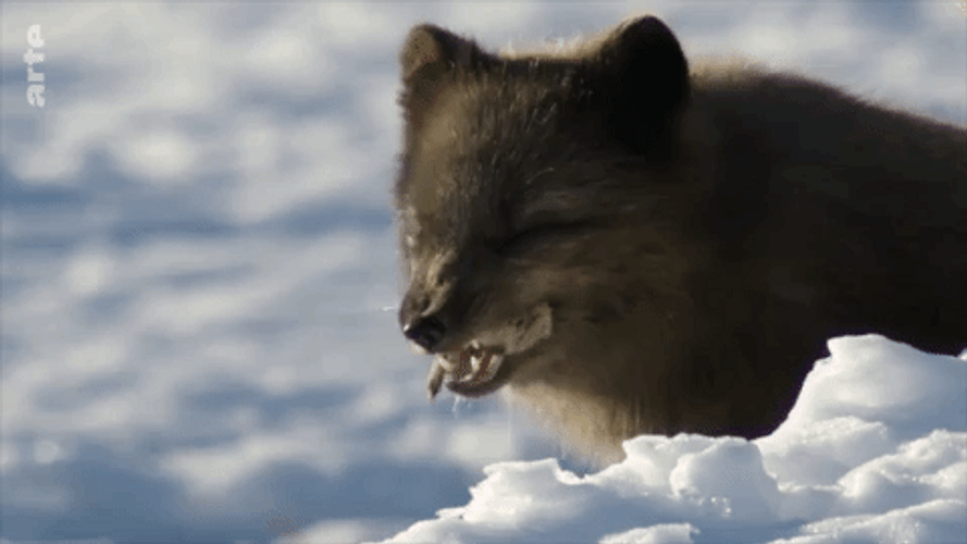 Buenos Dias Osito GIF