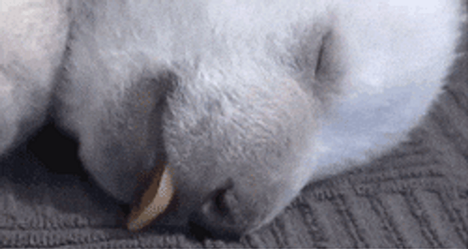 Buenos Dias Osito GIF
