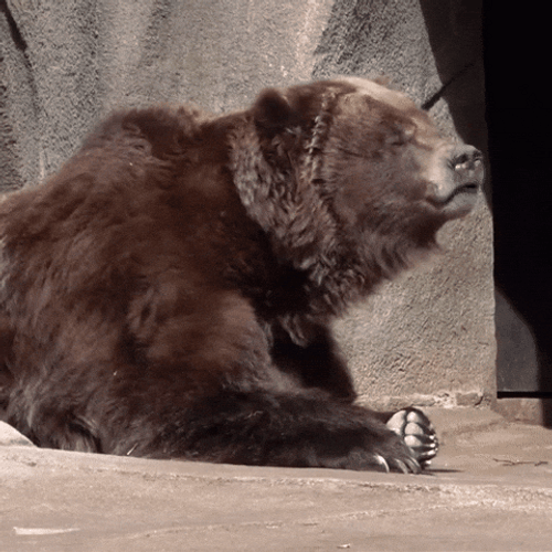 Buenos Dias Osito GIF