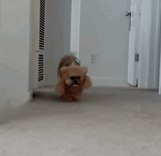 Buenos Dias Osito GIF