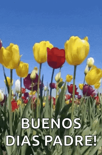Buenos Dias Papa 330 X 498 Gif GIF
