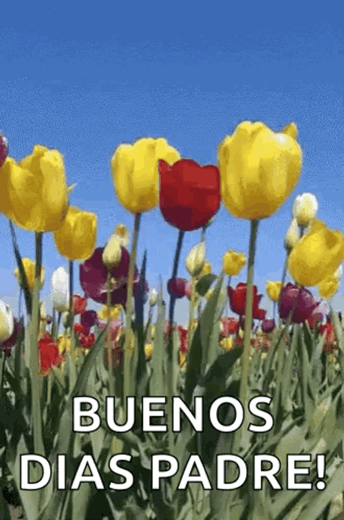 Buenos Dias Papa GIF