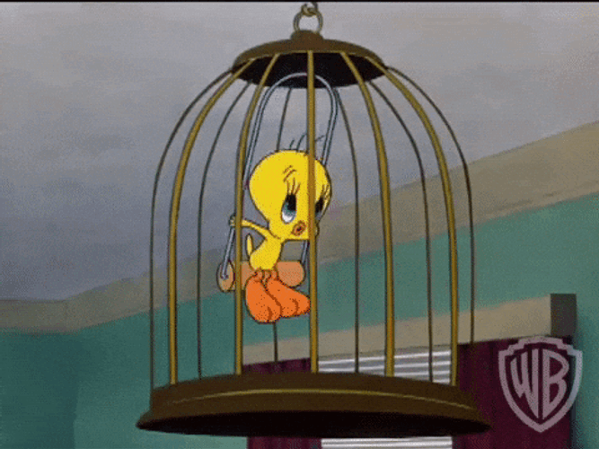 Buenos Dias Piolin GIF