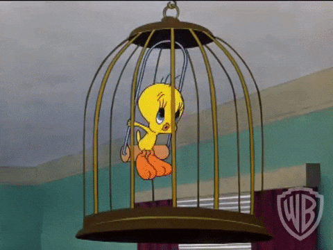 Buenos Dias Piolin 480 X 360 Gif GIF