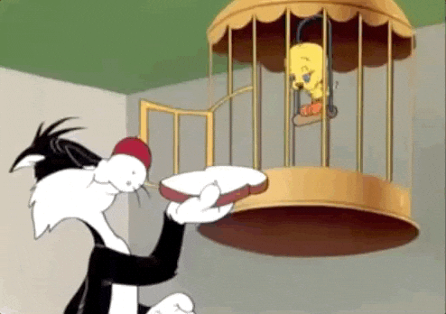 Buenos Dias Piolin 494 X 348 Gif GIF