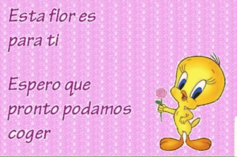 Buenos Dias Piolin GIF