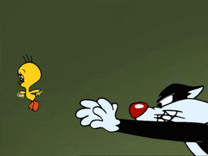 Buenos Dias Piolin GIF