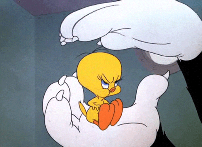 Buenos Dias Piolin GIF