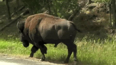 Buffalo Bison Walking Down GIF