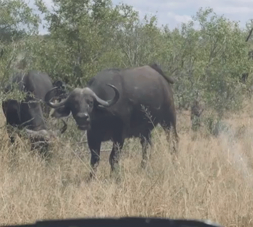 Buffalo Eating Grasses Together GIF