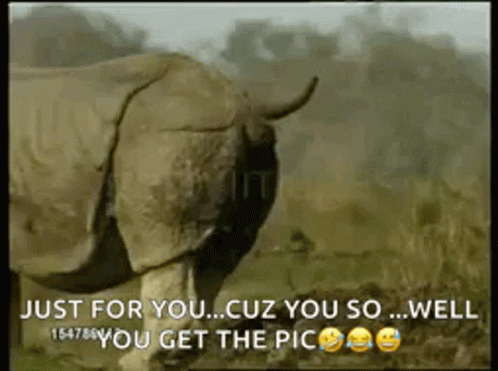 Buffalo Gotta Poop Just For You GIF