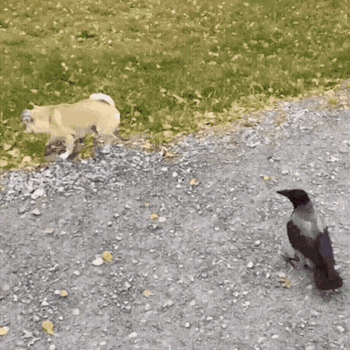 Buffalo Wild Wings Can With Bison GIF