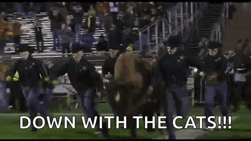 Buffs Bull Grand Entrance Down With Cats GIF