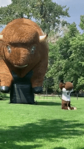 Buffs Mascot Ralphie Bowing To Bull Statue GIF