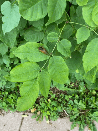 Bug Sitting On Green Leaf GIF