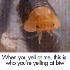 Bug This Is Who You're Yelling At