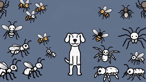 Bugs Bugs Bugs