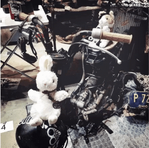 Bugs Bunny Florida GIF