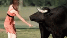 Lady In Peach Dress Brushing The Bull GIF