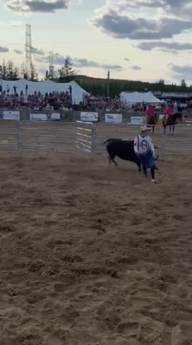 Bull 278 X 498 Gif GIF