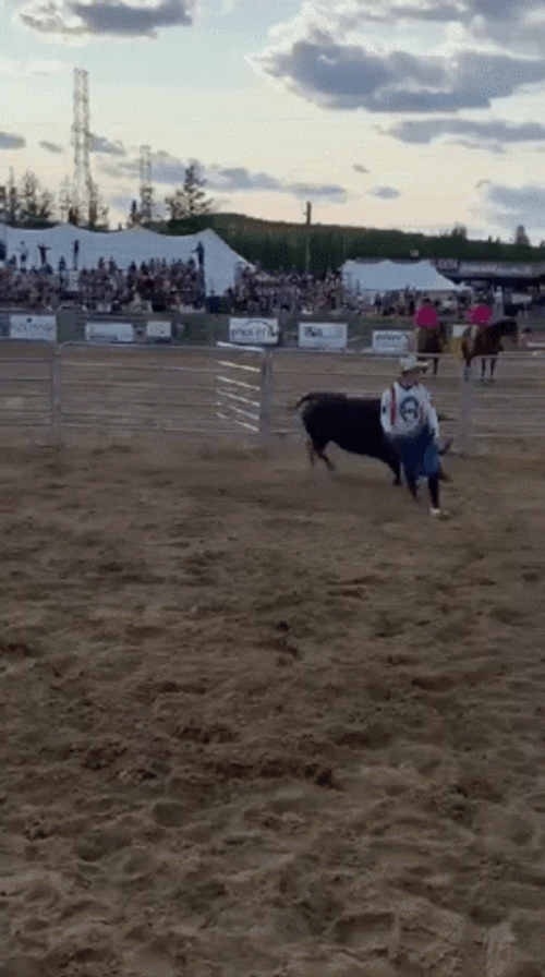 Bull GIF