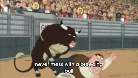 Never Mess With A Breeding Bull GIF