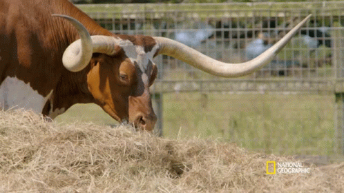 A Bull With Long Horns GIF