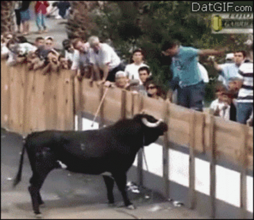Spanish Fighting Bull Attack A Man GIF