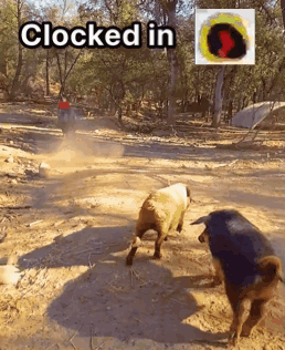 Bull And Sheep With Clocked In Caption GIF