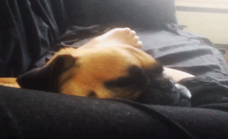 Bull Dog Waking Up GIF