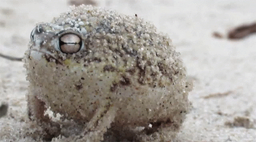 Bull Frog Burping GIF