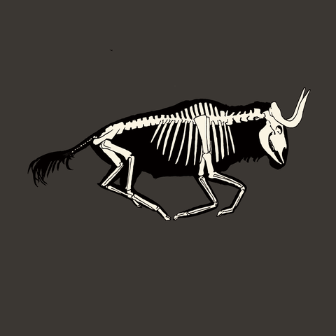 Bull Skeleton Running Fast GIF