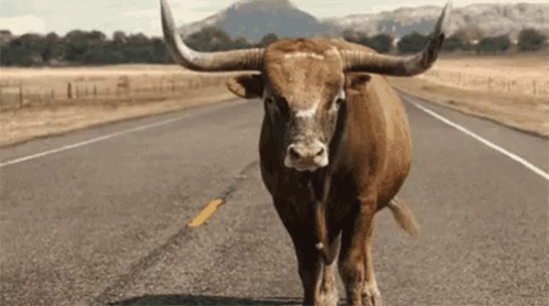 Bull With Long Horns Standing GIF