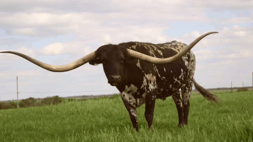 Bull With Very Long Horns GIF